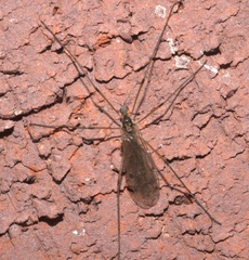 Prionolabis rufibasis