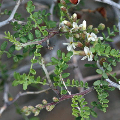 Eysenhardtia spinosa