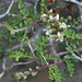 Eysenhardtia spinosa - Photo (c) Cathryn Hoyt,  זכויות יוצרים חלקיות (CC BY-NC), הועלה על ידי Cathryn Hoyt