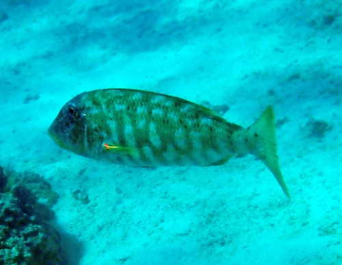 Lethrinus xanthochilus observed 2026-09-27