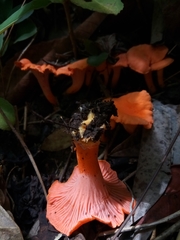 Cantharellus coccolobae