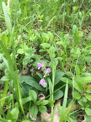 Galearis spectabilis