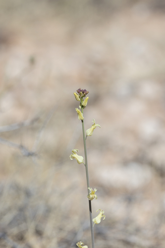 Lyreleaf Jewelflower