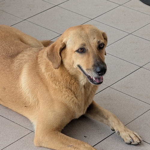 Domestic Dog