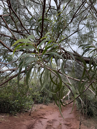 Acacia koa observed 2026-09-27