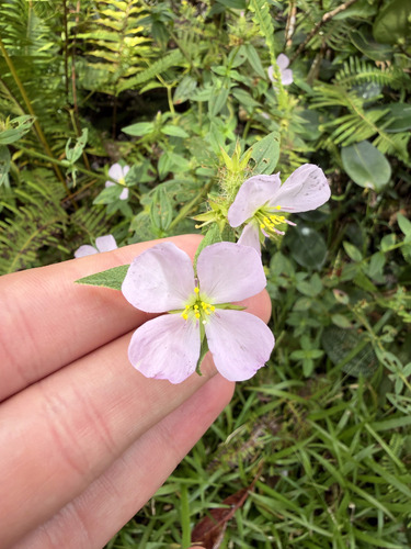 Pterolepis glomerata observed 2026-09-27