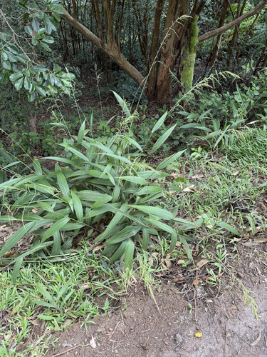 Setaria palmifolia observed 2026-09-27