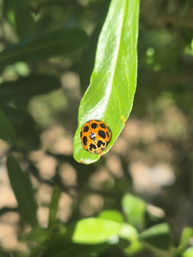 Large Spotted Ladybird