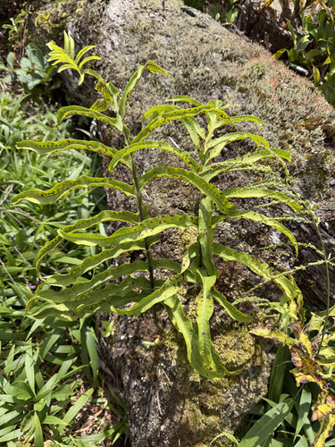 Phlebodium aureum observed 2026-09-27