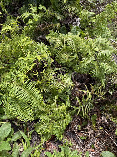 Dicranopteris linearis observed 2026-09-27