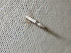 Argyresthia spinosella
