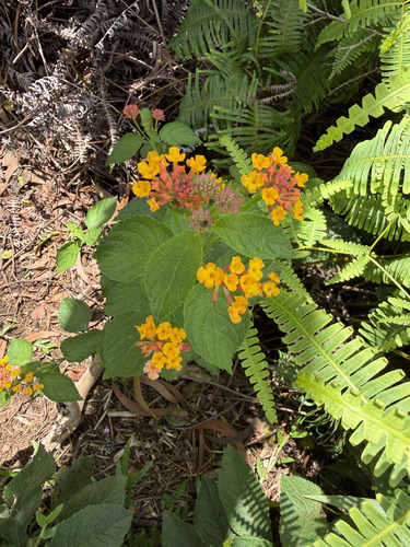 Lantana camara observed 2026-09-27