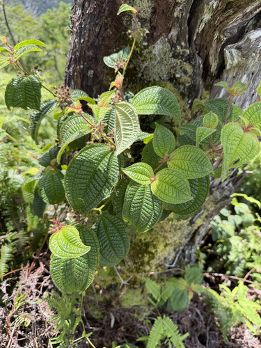 Miconia crenata observed 2026-09-27