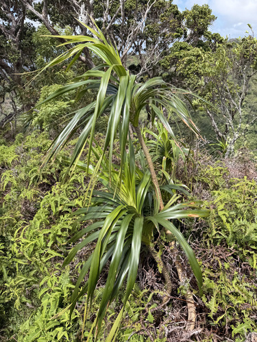 Freycinetia arborea observed 2026-09-27