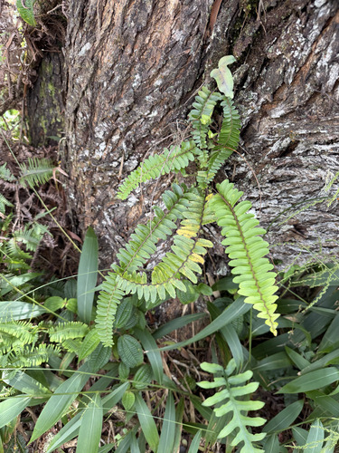 Nephrolepis cordifolia observed 2026-09-27