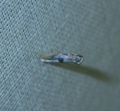 Argyresthia spinosella