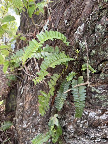 Nephrolepis cordifolia observed 2026-09-27