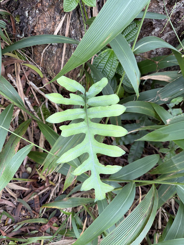 Phlebodium aureum observed 2026-09-27