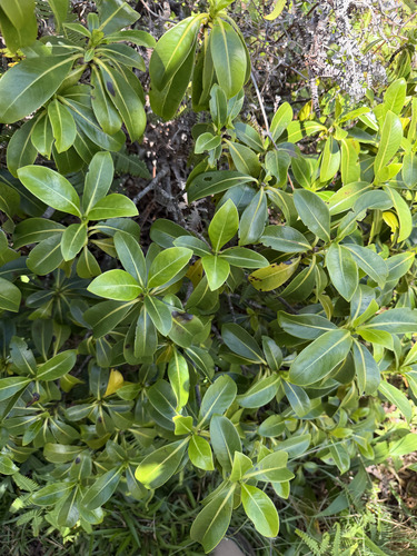 Psychotria mariniana observed 2026-09-27
