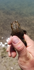 Anaxyrus americanus