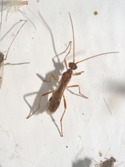 Macrocentrinae