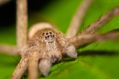 Pisaurina
