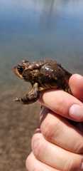 Anaxyrus americanus