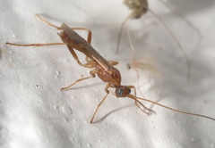 Macrocentrinae