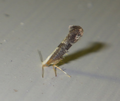 Argyresthia spinosella