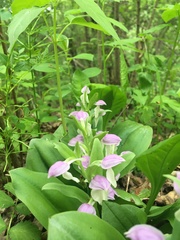 Galearis spectabilis