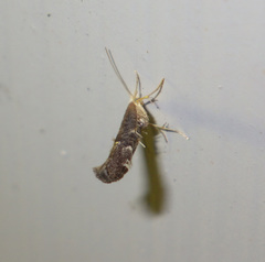 Argyresthia spinosella