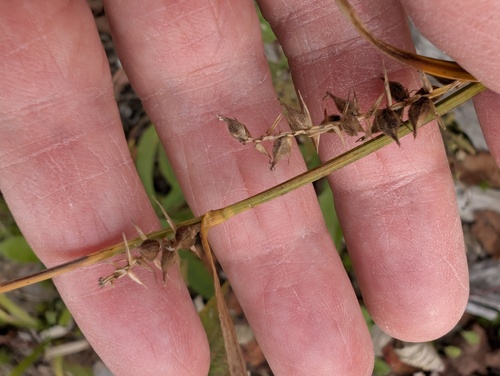 Carex houghtoniana observed 2026-09-27