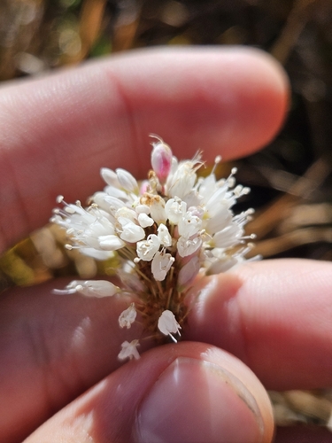 Bistorta bistortoides, 2026-09-27