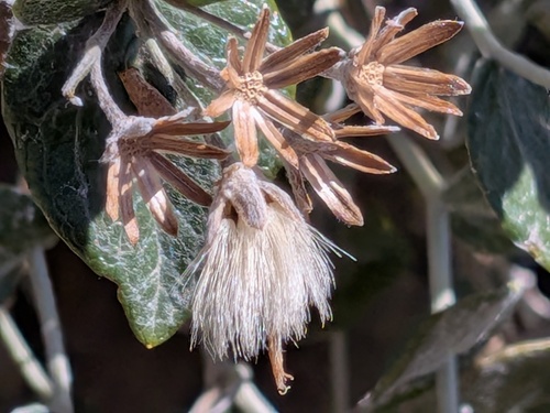 Luina hypoleuca observed 2026-09-26