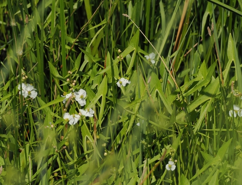 Longbarb arrowhead (Sagittaria longiloba)