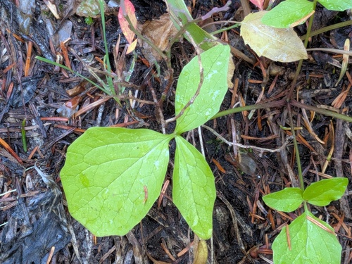 Valeriana sitchensis, 2026-09-26
