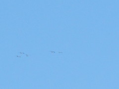 Pelecanus erythrorhynchos