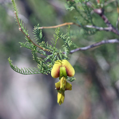 Brongniartia