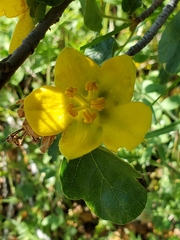 Fremontodendron californicum