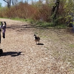 Branta canadensis