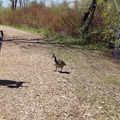 Branta canadensis