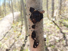 Biscogniauxia repanda