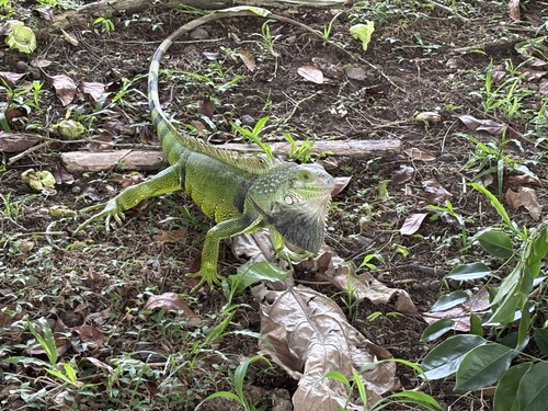 Green Iguana