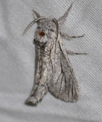 Inguromorpha itzalana