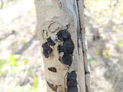 Biscogniauxia repanda