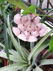 Hoya campanulata