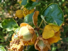 Fremontodendron californicum