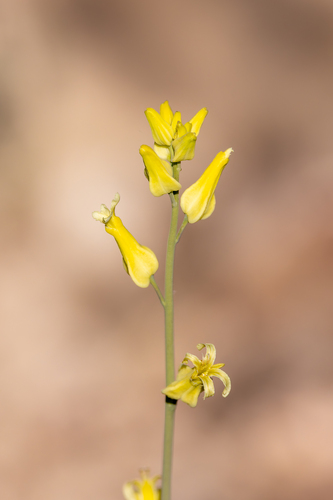 Lyreleaf Jewelflower