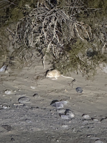 Dipodomys deserti, 2026-09-27