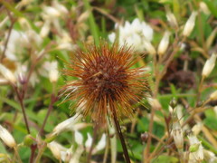Acaena anserinifolia